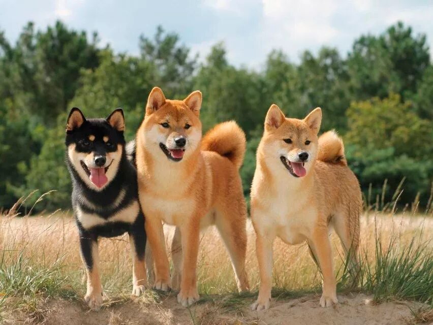 Порода боксер. Сиба шиба ину. Фараонова собака черная. Две собаки. Сабвуфер собака.