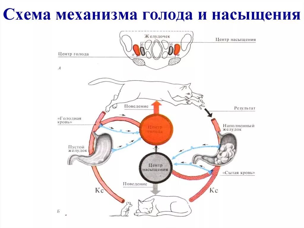 Возникновение голода. Физиологические механизмы аппетита, голода и насыщения. Схема механизмов голода и насыщения. Физиологические механизмы голода и насыщения физиология. Механизмы формирования состояний голода и насыщения.