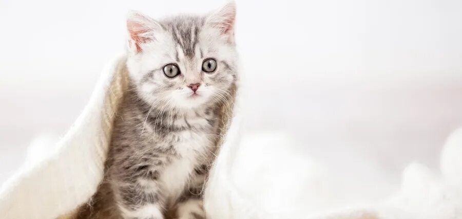 Сколько котята привыкают к новому дому. Сколько кошки привыкают к новому дому.