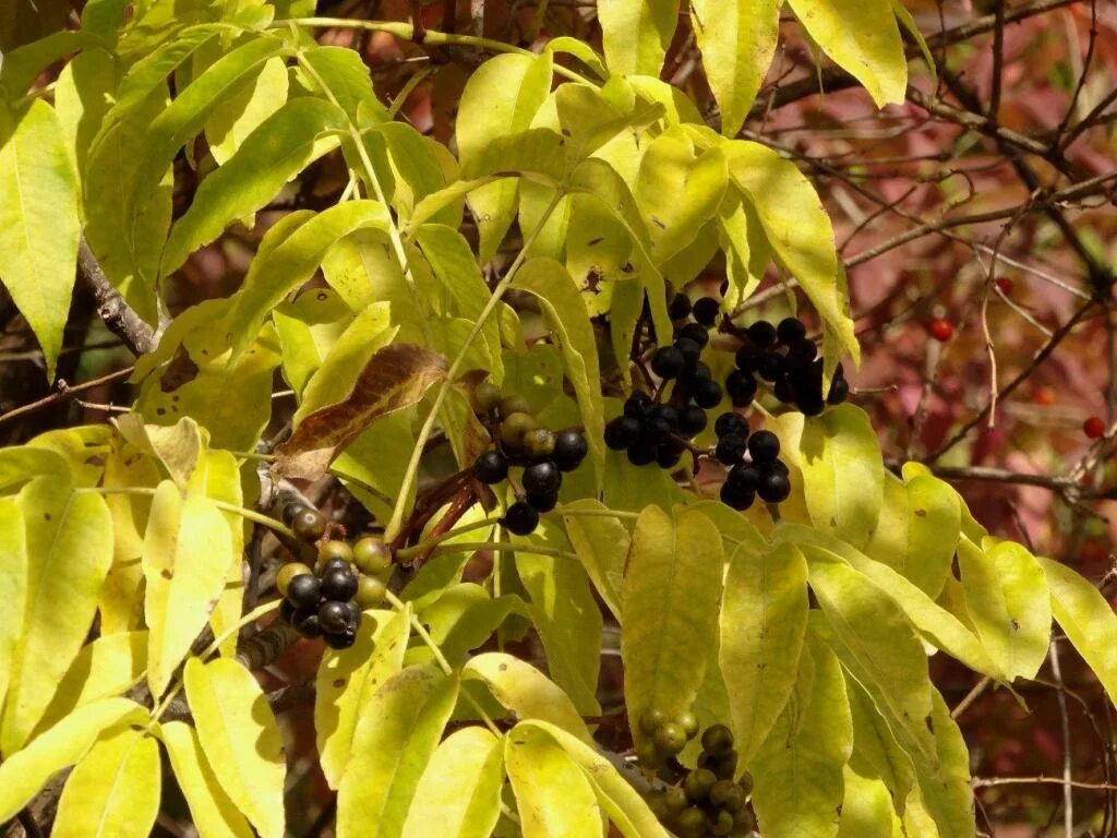 Амурский бархат ягода и их применение. Амурский бархат ягоды. амурский бархат дерево плоды. амурский бархат ягода дерево. бархат дальневосточный ягода.