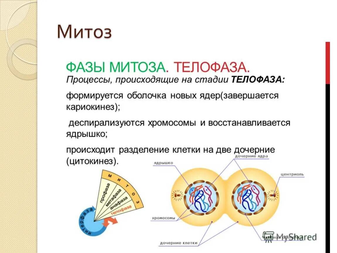 Фазы митоза процессы фазы. Фазы клеточного цикла митоза. Фазы митоза телофаза. Телофаза митоза процессы. Митоз фазы кратко