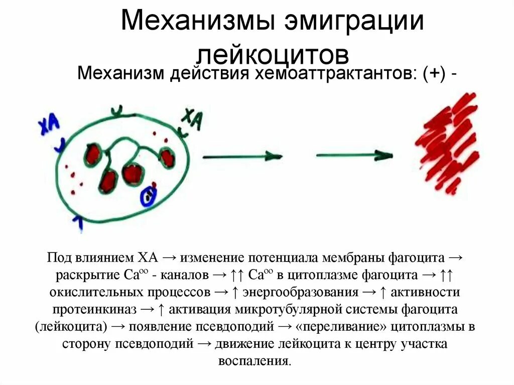 Антиген лейкоцит гамета условный раздражитель воспаление. Механизм хемотаксиса лейкоцитов. механизм миграции лейкоцитов в очаг воспаления. активация хемотаксиса лейкоцитов. механизм развития эмиграции лейкоцитов.