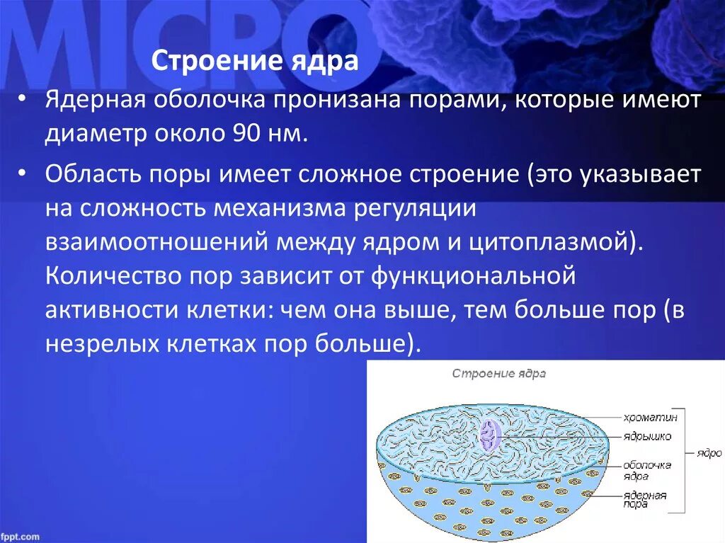 Растворение оболочки ядра происходит в. Строение ядра клетки 9 класс. Ядерная оболочка строение органоида. Строение оболочки ядра клетки. Ядро строение ядра.