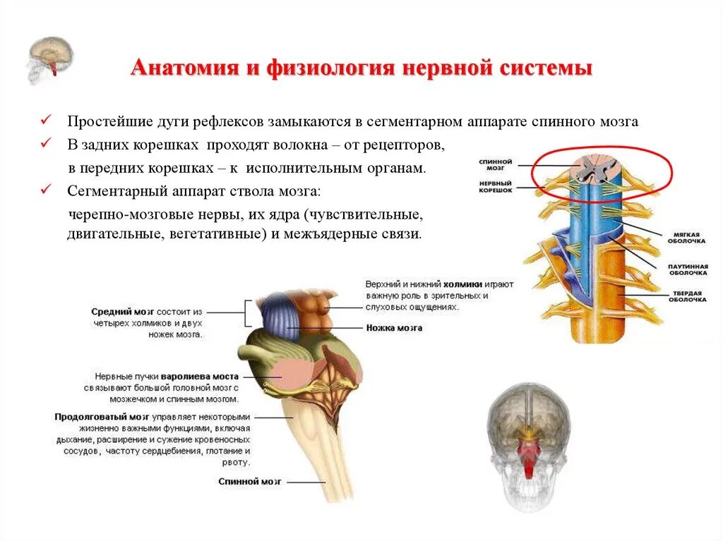 Анатомическое и физиологическое