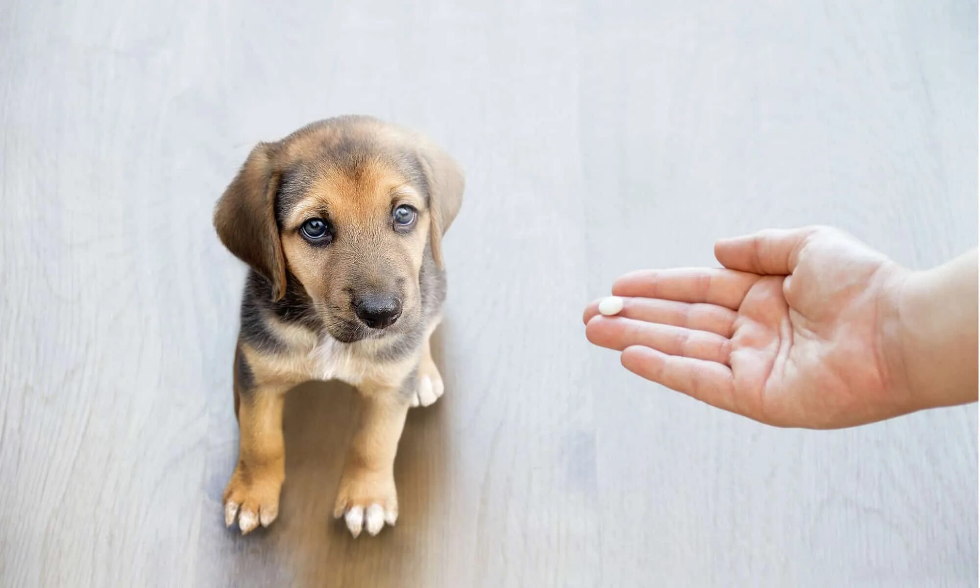 Dog shaking. Разные собаки. Join dogs. Две собаки. Девушка с золотистым ретривером.