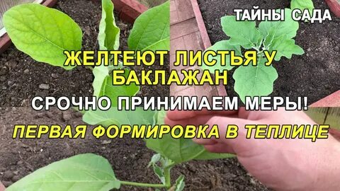 У баклажан белеют листья что делать