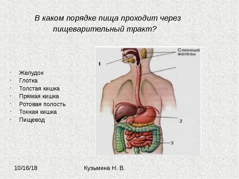 Органы пищеварения 8 класс биология. Схема органов пищеварения. Последовательность органов пищевари. Последовательность органов пищеаарительнойсистемы. Пищеварительная система органы кратко