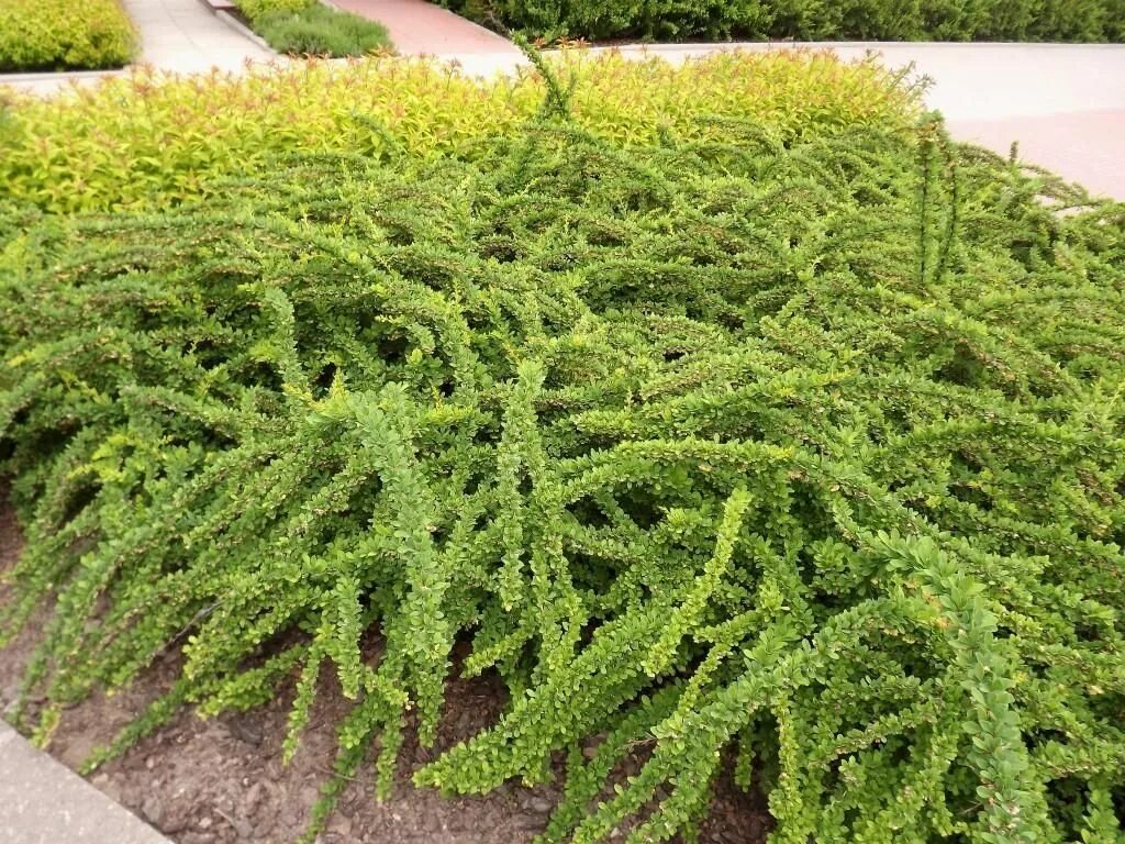 Барбарис Тунберга Грин карпет. Барбарис Тунберга Грин карпет (Green Carpet). Барбарис Тунберга Berberis thunbergii "Green Carpet". Барбарис Тунберга Golden Carpet. Грин карпет описание