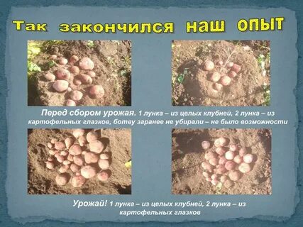 Экологические признаки картофеля