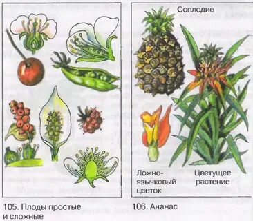 Простой плод биология 6 класс