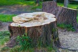 Tree and Stump Service Near You in Jackson, MI