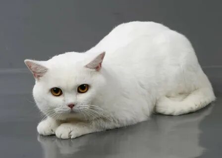 Коты белого окраса породы
