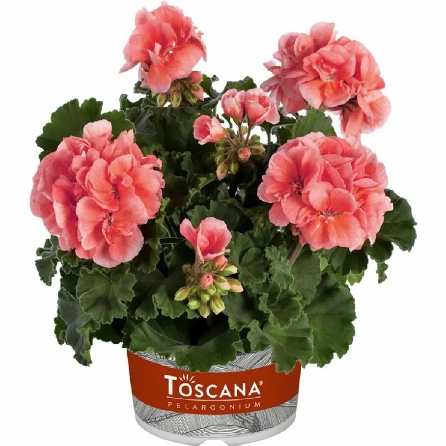 Пеларгония зональная Toscana Emma. Пеларгония зональная Toscana Dolce Vita Salmon.