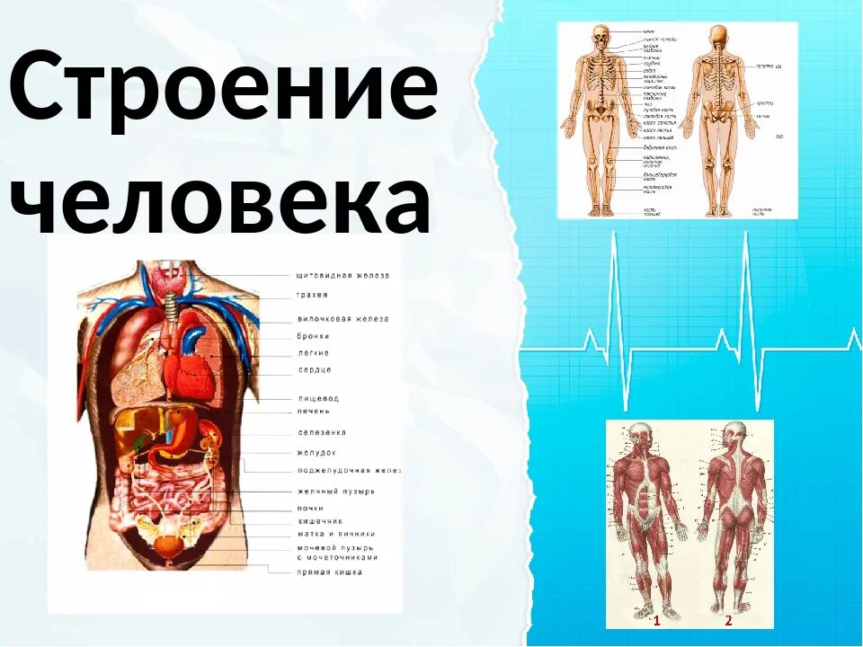 Фото строения человека 4 класс