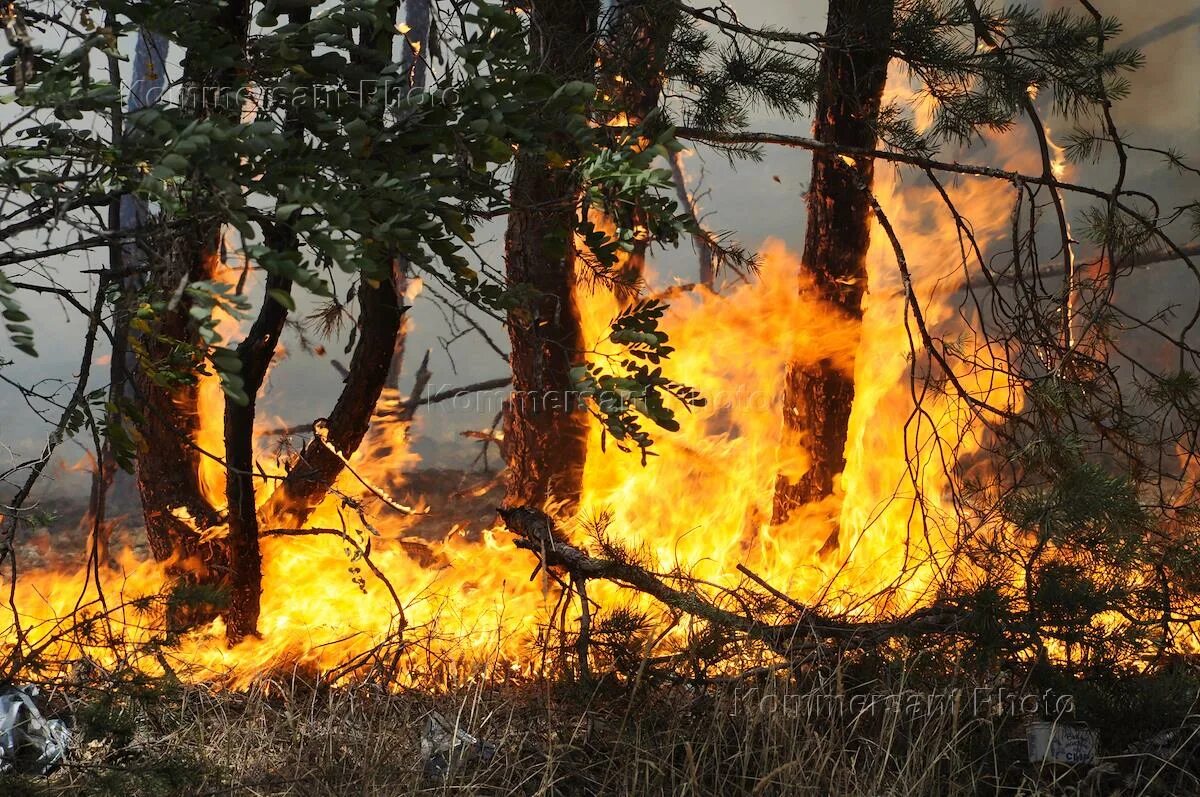 Пожары в россии примеры. Пожар в лесу. Вырубка лесов и пожары. Горящий лес. Лес в огне.