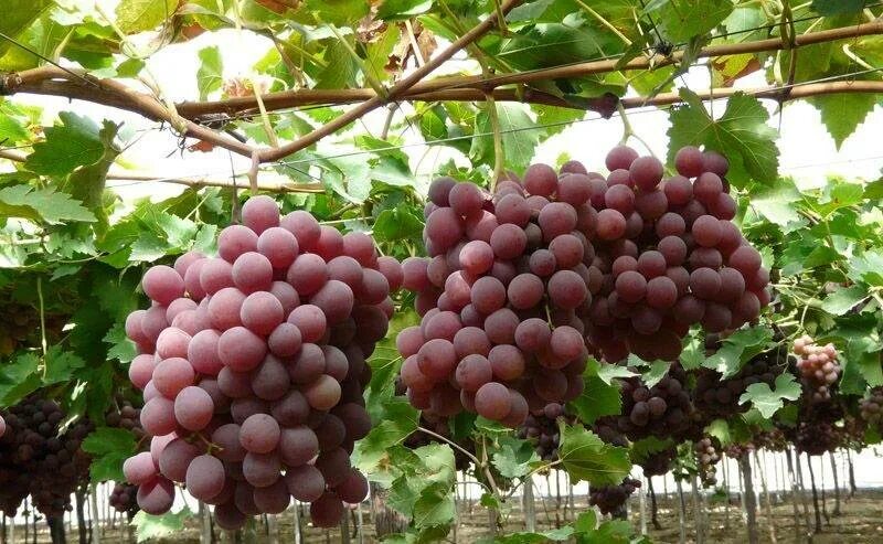 Grape 2