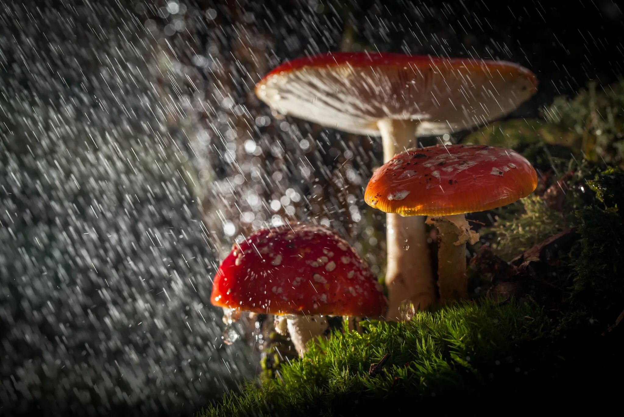 Дождя больше грибов. Грибной дождь. Красивые грибы. Грибы в природе. Грибы под дождем.