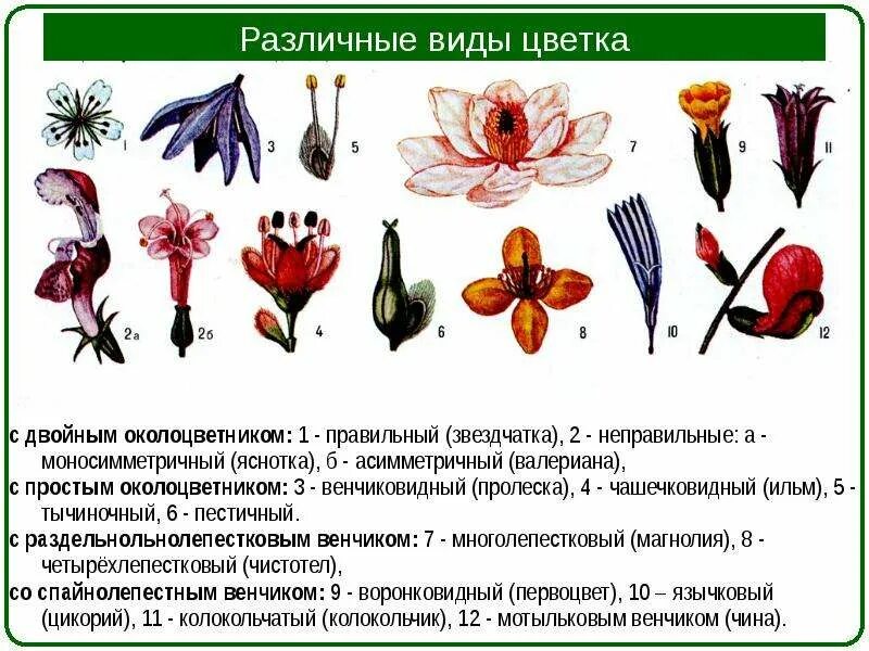 Схема строения цветка с простым околоцветником. Растение с простым венчиковидным околоцветником. Растение с простым венчиковидным околоцветником. Цветок с правильным околоцветником. Растение с простым венчиковидным околоцветником.