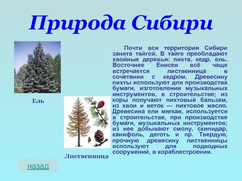 Какое дерево чаще встречается