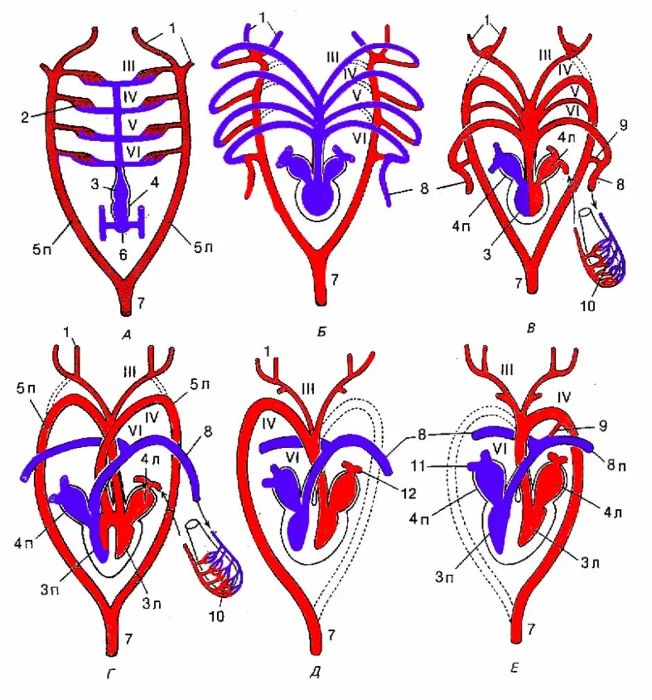 Общий план строения кровеносной системы позвоночных животных. Схема кровиной системы пощвоночных.. Эволюция сердца позвоночных животных схема. Эволюция кровеносной системы хордовых животных. Какая кровь течет от легких у рептилий