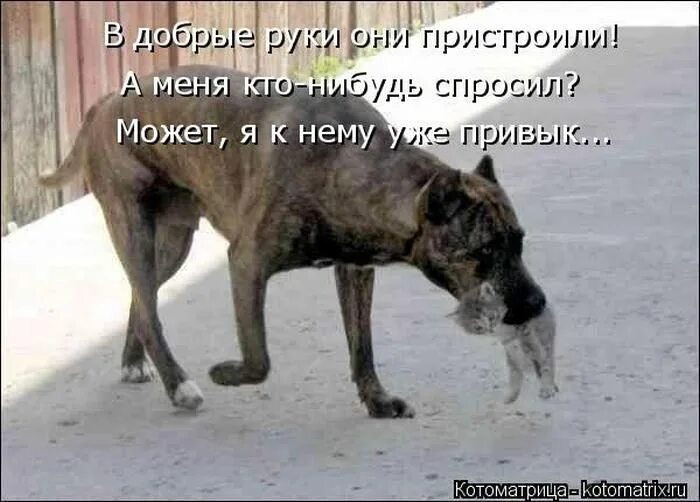 Отец принес домой. Собака несет котенка. собака несет кота в зубах. пес принес домой кота. кот воспитанный питбулем.