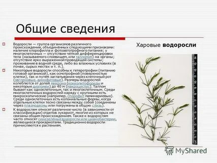 Водоросли конспект 7 класс кратко