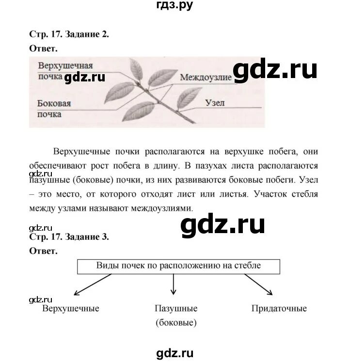 Биология 8 класс сивоглазов ответы