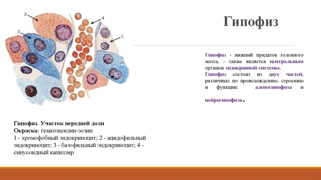 Строение аденогипофиза клеточный состав. Клеточный состав передней доли гипофиза. Клетки передней доли гипофиза гистология. Гипофиз участок передней доли.