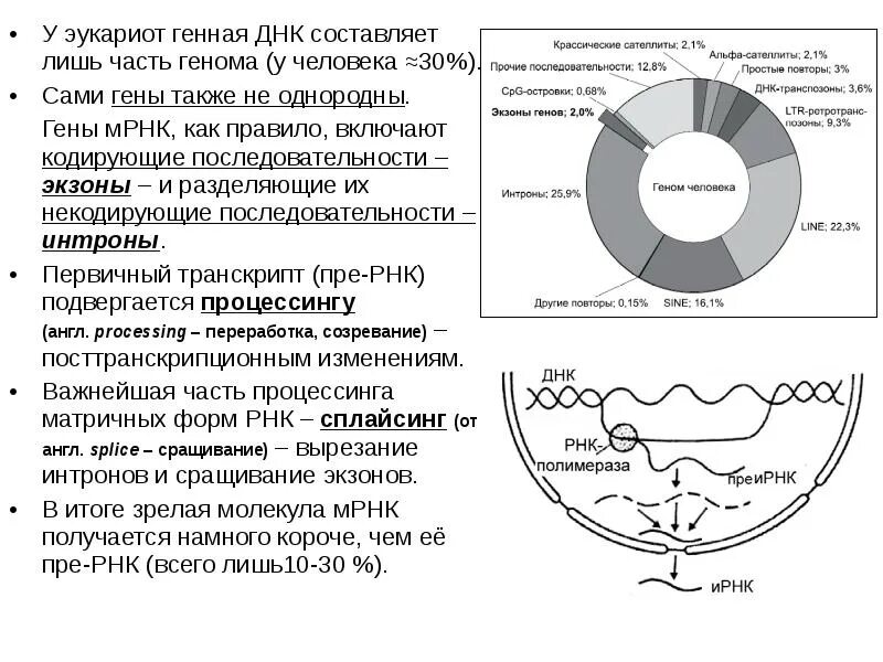 Генетический аппарат клетки растения. Генетический аппарат клетки. Изменение генетического аппарата клетки. Генетический аппарат клетки презентация. Наследственный аппарат клеток человека.