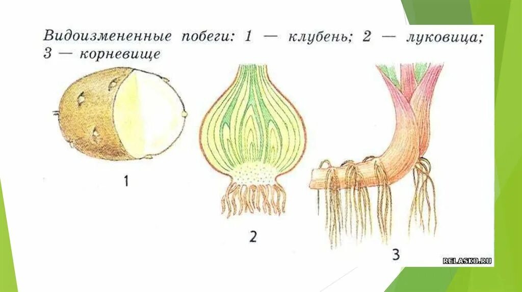 Что такое корневище клубень и луковица биология. Строение корневища клубня и луковицы. Видоизменение побегов луковица строение. Клубень луковица и корневище побеги. Чеснок видоизмененный корень