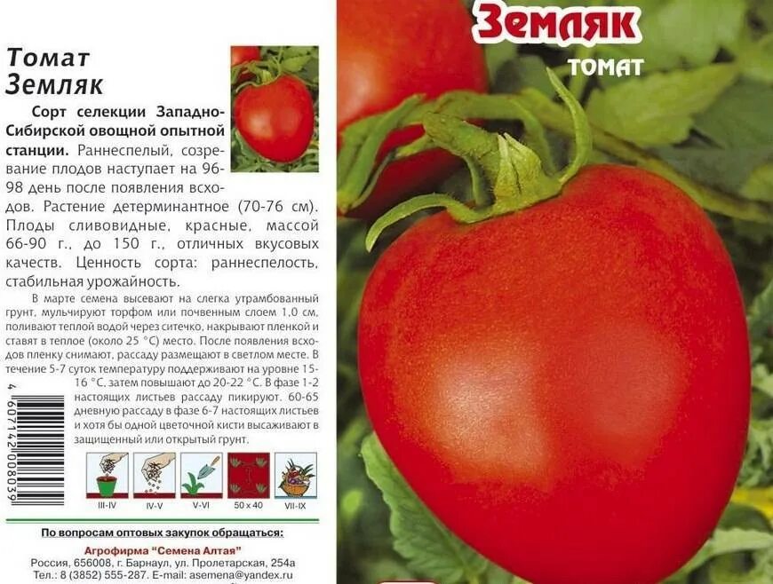 Помидоры описание фото. Томат "земляк", раннеспелый. Помидоры сорт земляк. Земляк помидоры описание. Томат земляк характеристика и описание отзывы.