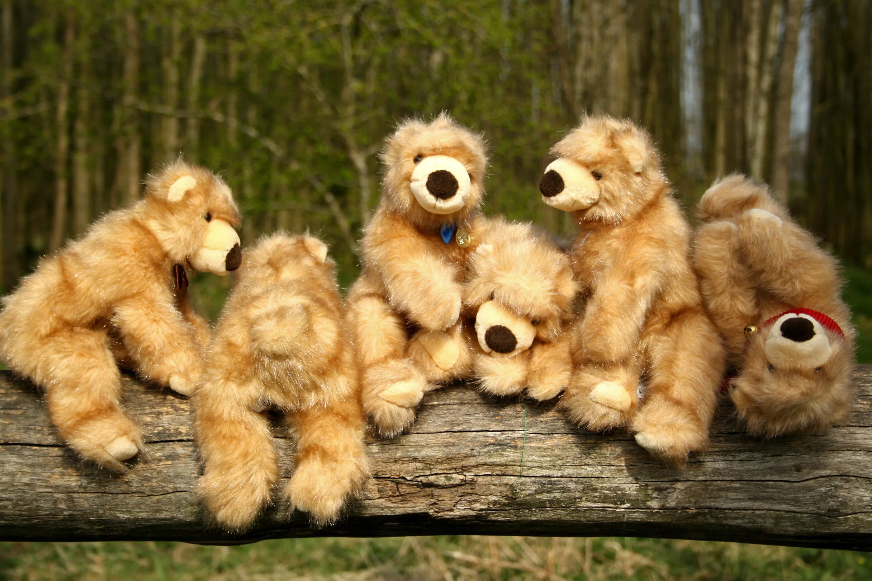 Bear 2 go