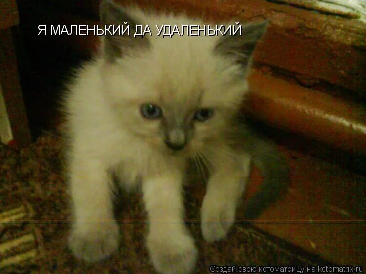 выражение маленький да удаленький уместно в ситуации. маленькая удаленькая. в какой ситуации уместно. в какой жизненной ситуации уместно употребить. ситуация маленький да удаленький.