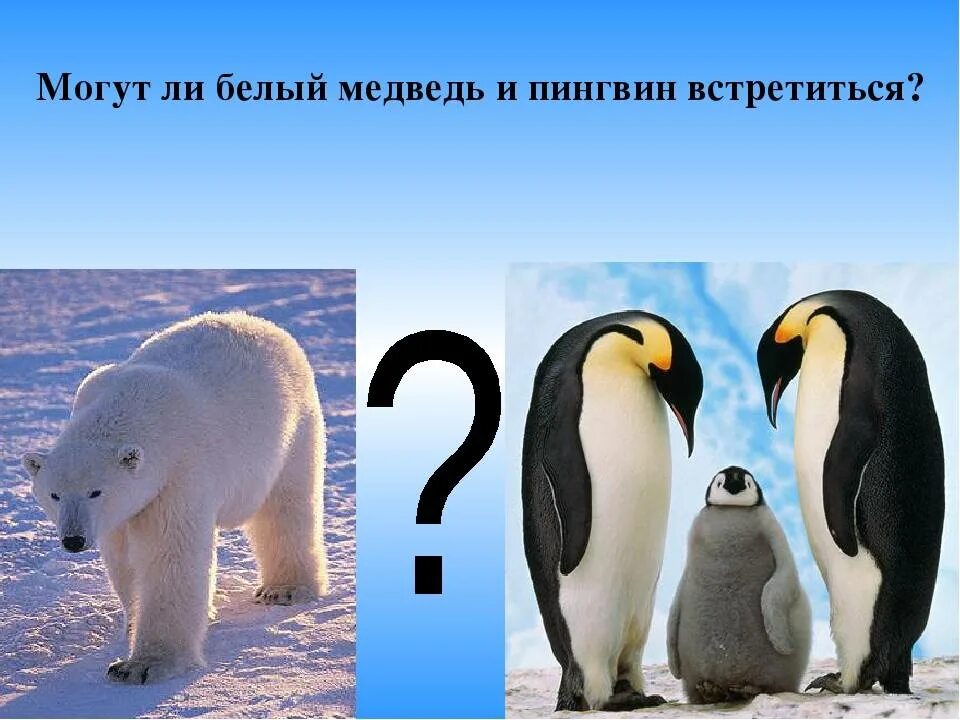 Куда бел. Где живут пингвины и белые медведи. белый медведь и пингвин. пингвины ибндые мндаеди. белый медведь и пингвин могут встретиться.