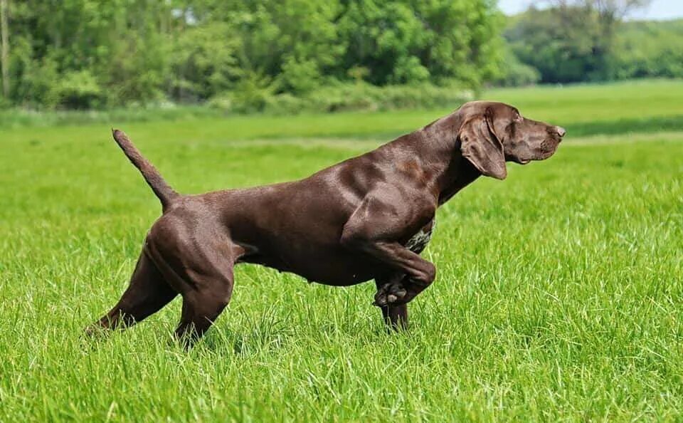курцхаар. немецкая легавая курцхаар. порода курц харт собака. куртс хар немецкая легавая. курцхаар карликовый.