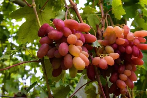 Виноград область