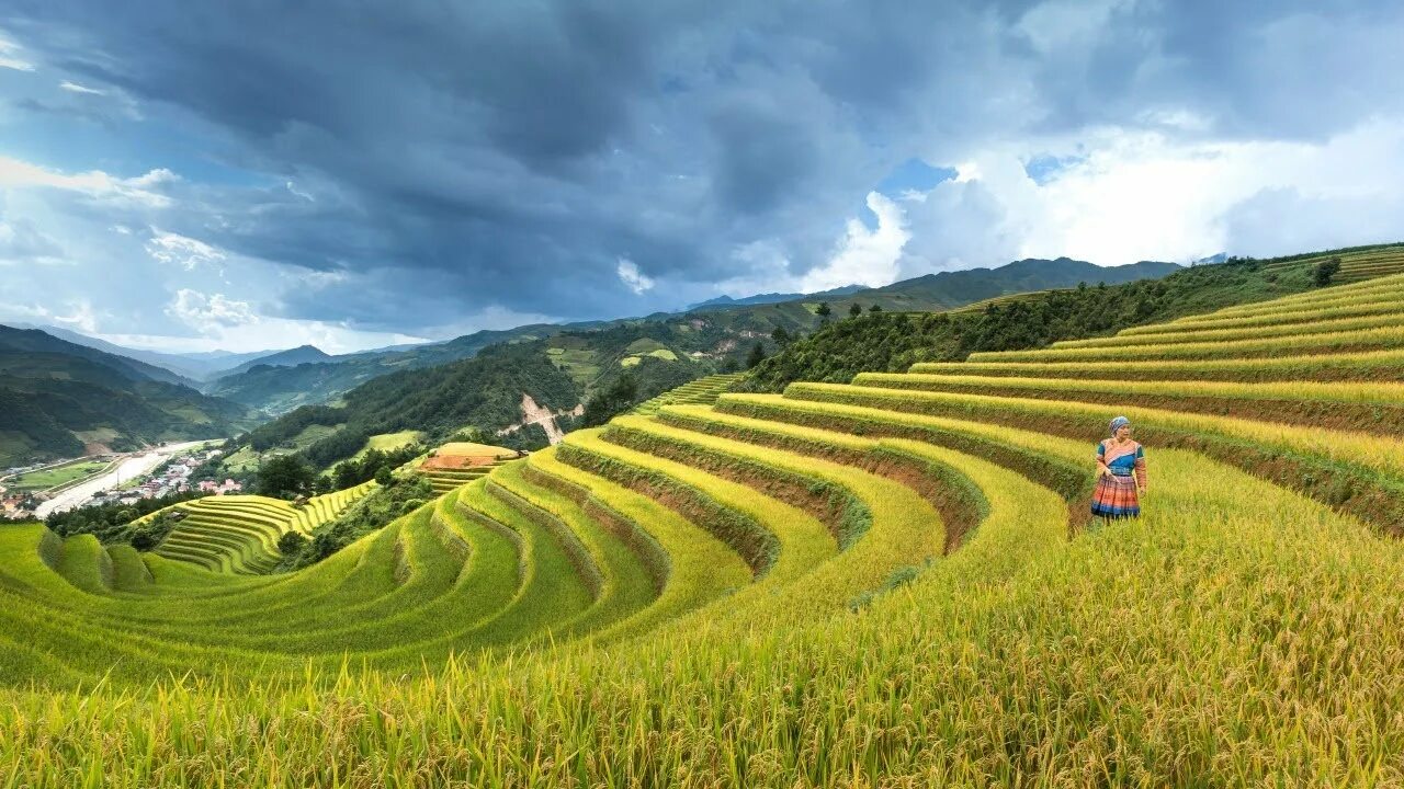 They rice in the fields