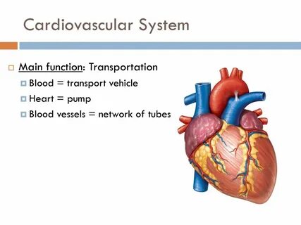 Cardiovascular system