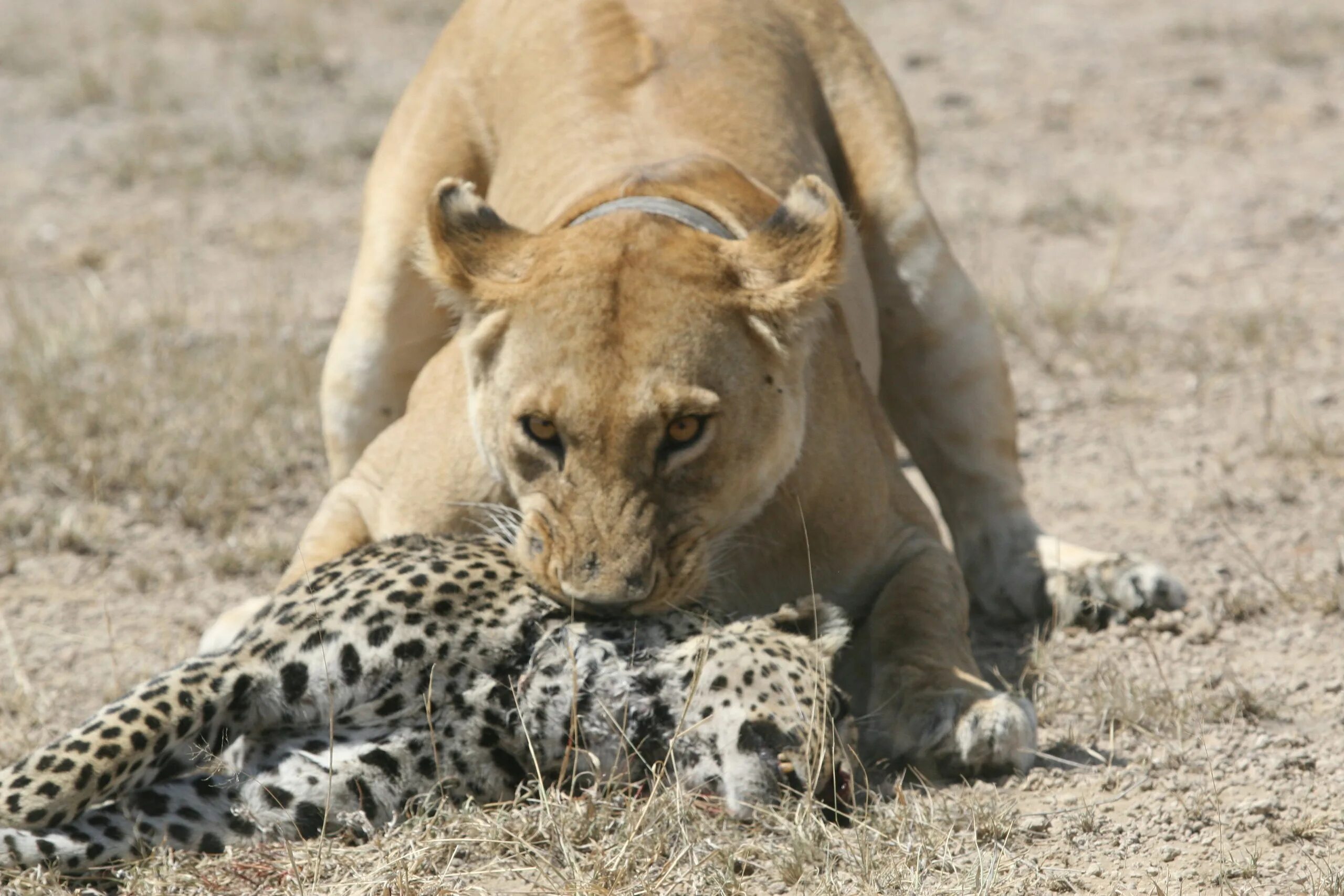 Тигр Лев львица леопард. Гепард против Льва. Лев против леопарда. Лев гепард леопард.