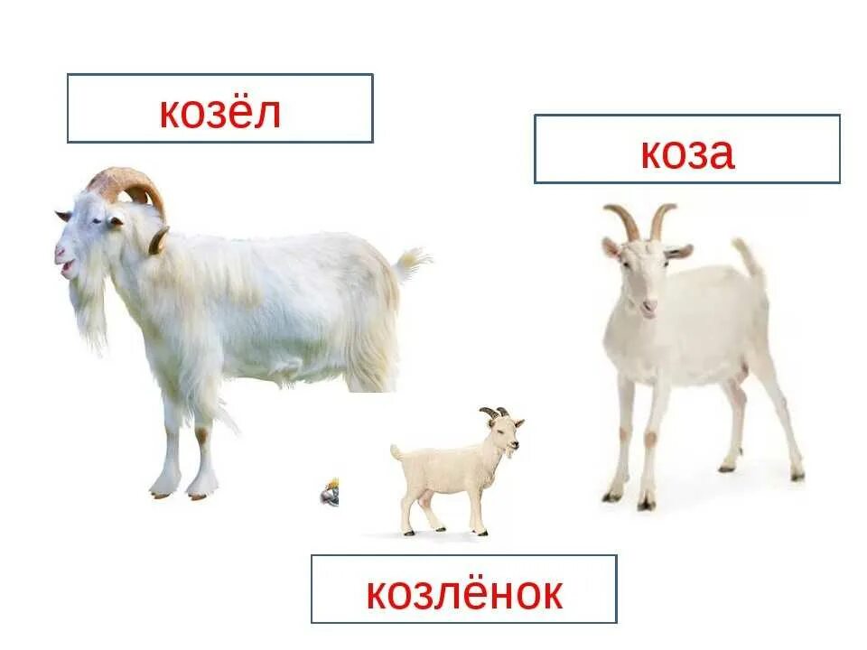Животные для детей коза. Коза на английском. Карточка коза. Поговорки про козу. Слово козлик.