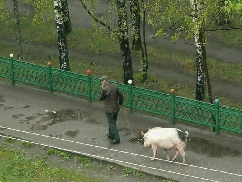Улица свинок