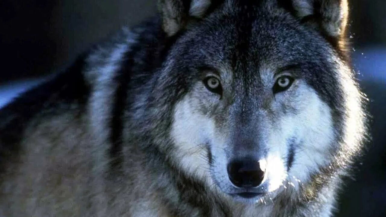 я волк одиночка. я волк. волк одиночка с надписями. цитаты волков. волк я просто люблю тебя.