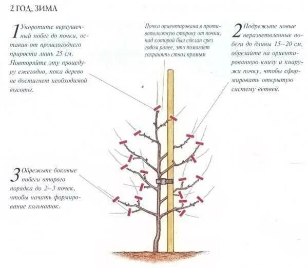 Схема обрезки колоновидной яблони. Колоновидные яблони схема обрезки. Схема обрезки колоновидных яблонь. Обрезка колоновидной яблони весной.