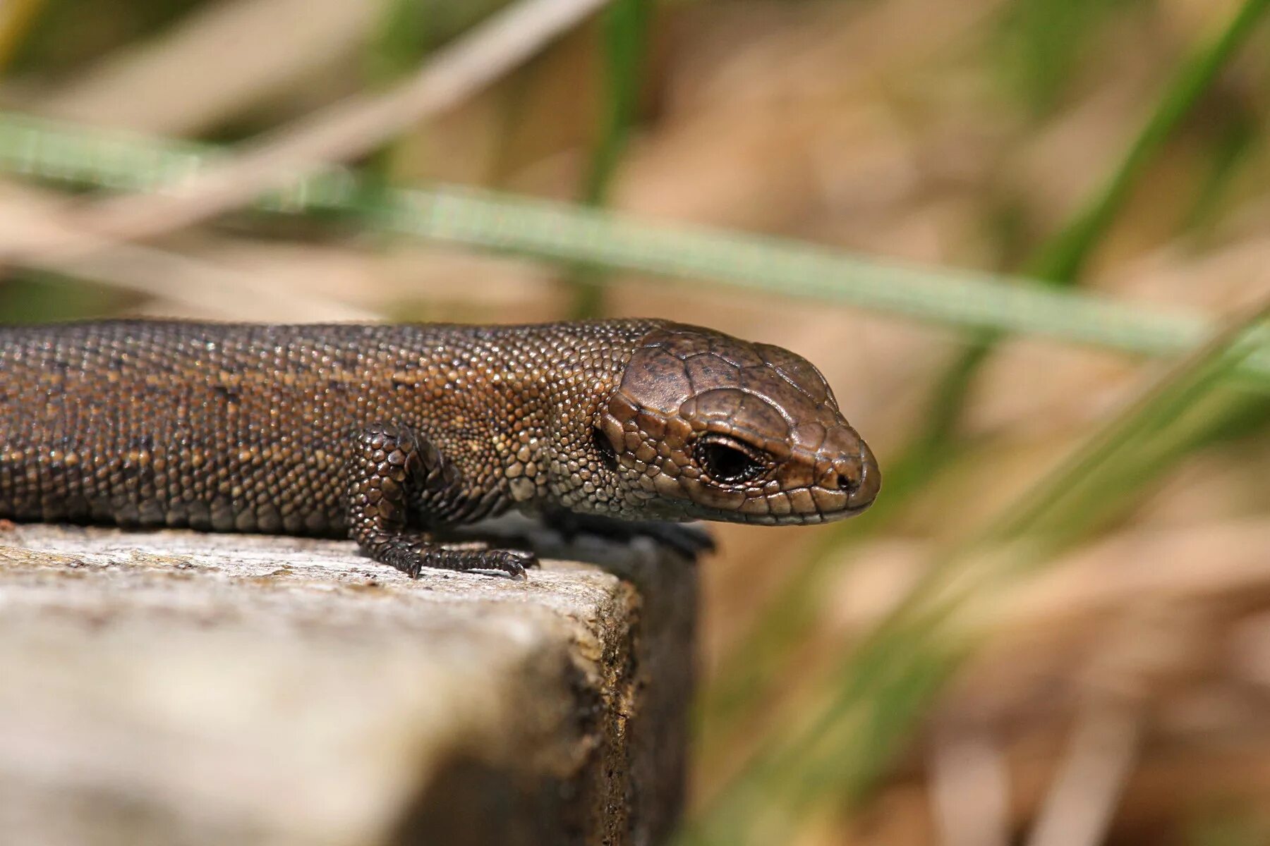 карликовый геккон (sphaerodactylus ariasae). виргинский круглопалый геккон. обыкновенная прыткая ящерица маленькая. круглопалый геккон. южноафриканский карликовый геккон.