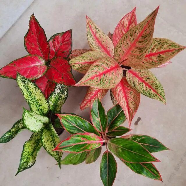 Аглаонема курочка. Аглаонема из голландии 10 карат. Аглаонема 10 карат. Karat' аглаонема. Karat' аглаонема.