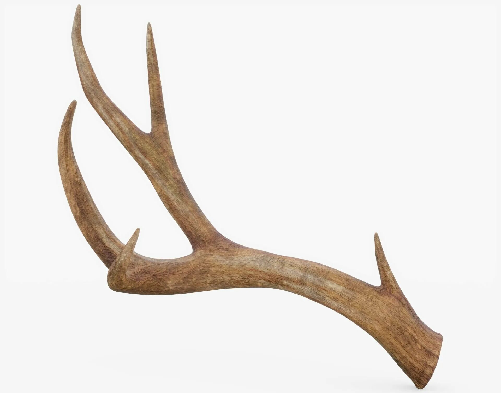 Рога 0. Оленьи рога / Antlers. Рога благородного оленя сбоку. Elk Antler 3d. Рога оленя 3д модель.