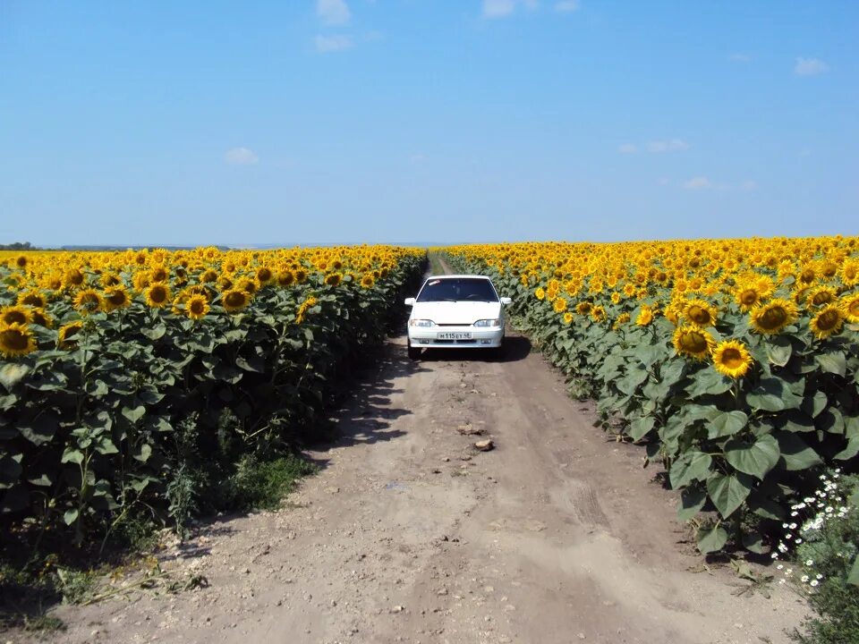Нижегородская подсолнухи. Подсолнуховое поле лысковский район. Подсолнуховое поле лысковский район. Подсолнухи в нижегородской области. Нижегородская подсолнухи.