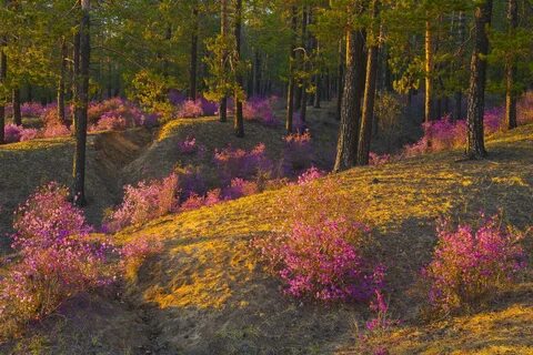 Осенний лес цветы