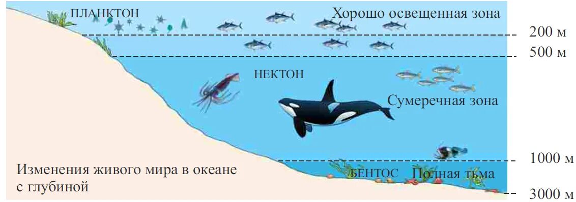 Что такое планктон Нектон и бентос в океане. Бентос Планкитон Пентон. Распределение жизни в океане. Распространение жизни в океане.