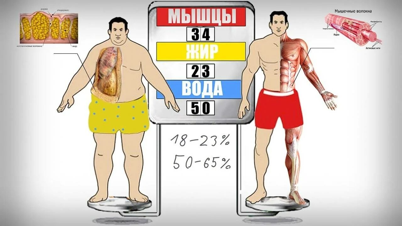 Соотношение жира и мышц. Жир в организме масса тела. Плотность жира и мышц человека.